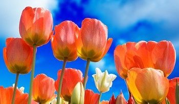 Energie update Rode Slang levenspad 18 - 30 mei 2023: Levenskracht laten stromen